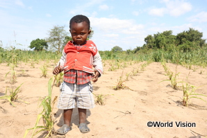 食糧不安にあるマラウイの地域で、枯れた畑に立つ子ども