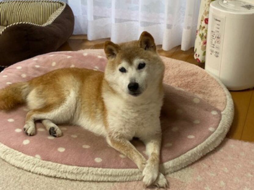自宅で幸せに暮らすかぼすちゃん
手元をクロスするのは安心しているしぐさだそうです
