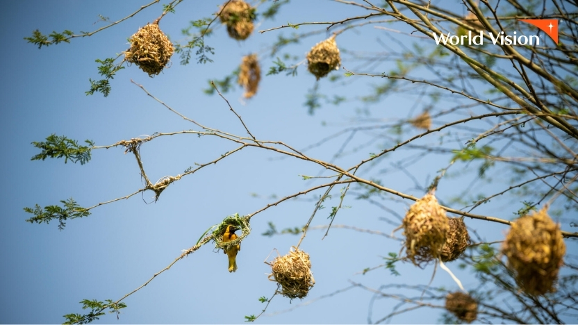 樹木で巣をつくるハタオリドリ（エチオピア）