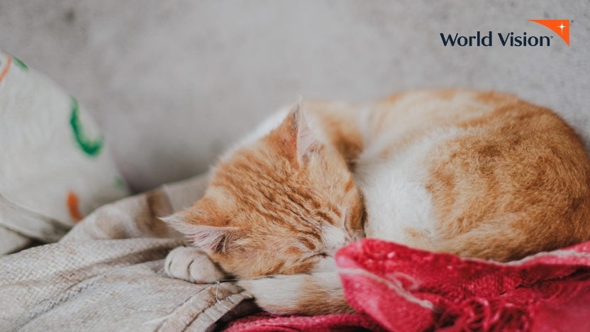 支援地に暮らす猫（ホンジュラス）