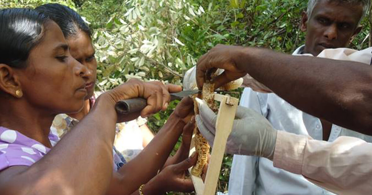 3分でわかるスリランカ ～スリランカって、どんな国？～