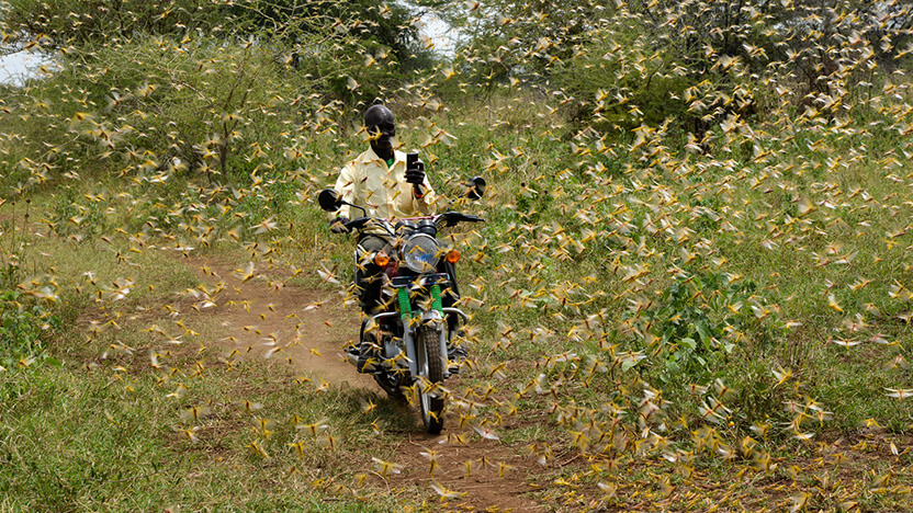 サバクトビバッタの大群がいる中、バイクで横切るウガンダの男性