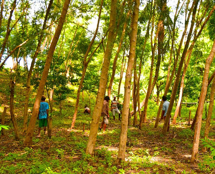 自然再生支援プロジェクト