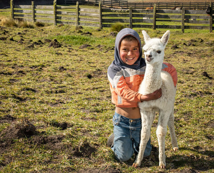 アルパカ飼育による生計向上プロジェクト
