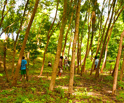 インドネシア：自然再生支援プロジェクト