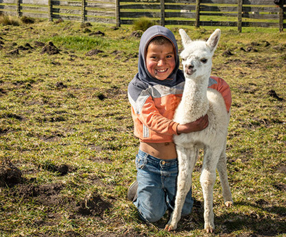 エクアドル：アルパカ飼育による生計向上プロジェクト