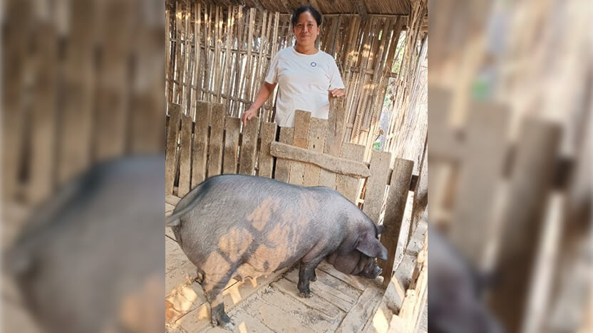 生計回復のための資金を受けて購入した豚