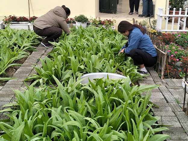 菜園で栽培しているレタス