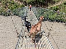 カルナリ川に架かる吊り橋