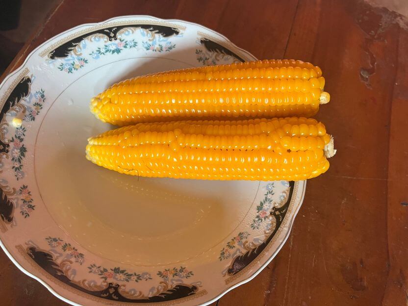 自宅で採れたトウモロコシを茹でて