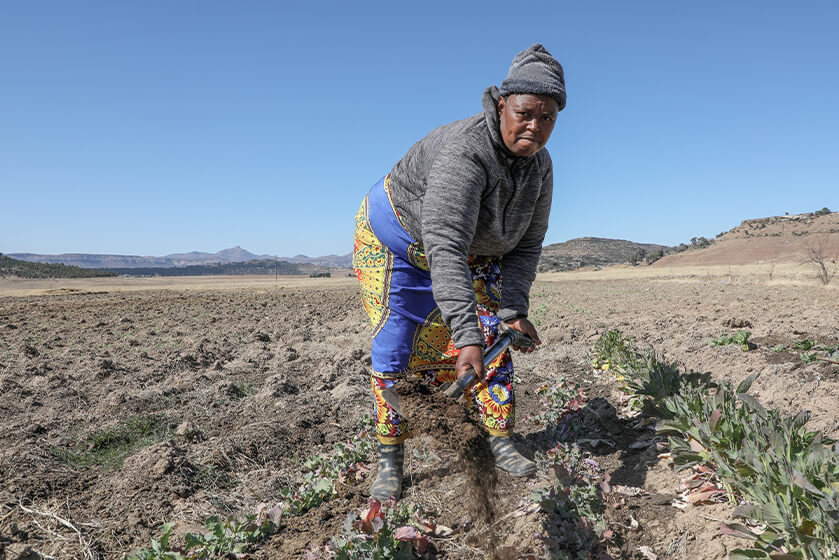 降雨量や降雨パターンの変化による農業や牧畜への影響