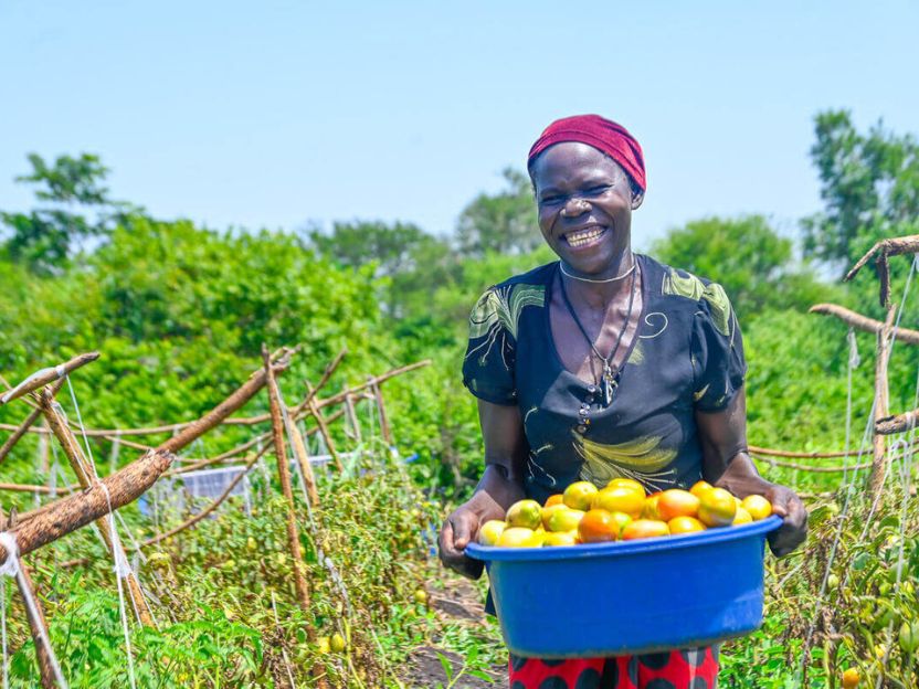 Smiling woman in a red headscarf holds a blue basket full of yellow and orange tomatoes in a sunlit garden field.