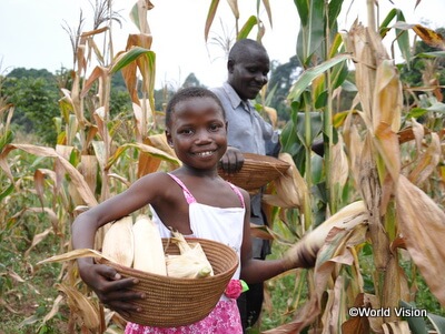 WVの支援によってメイズの収穫量が増えました(ウガンダ)